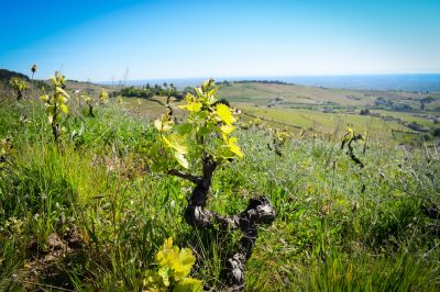 Vignes de Fleurie